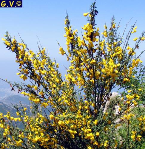  Image name: 45 Carbonai.jpg 
 width: 486 pixel 
 height: 500 pixel 
 Size: 70658 bytes 
 Click to enlarge 